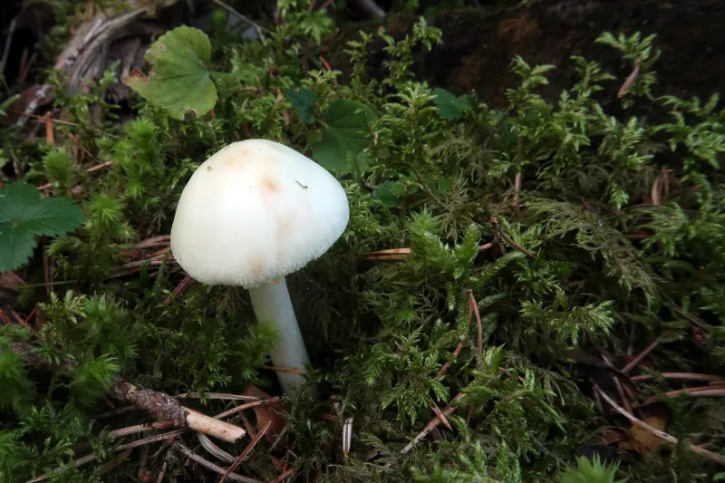 Amanita citrina 1 - IMG_0349
